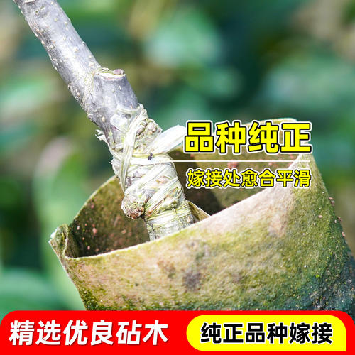 嫁接桂花梨树苗盆栽地栽云南红梨带土带叶甜脆多汁四季可种沙梨苗 - 图1