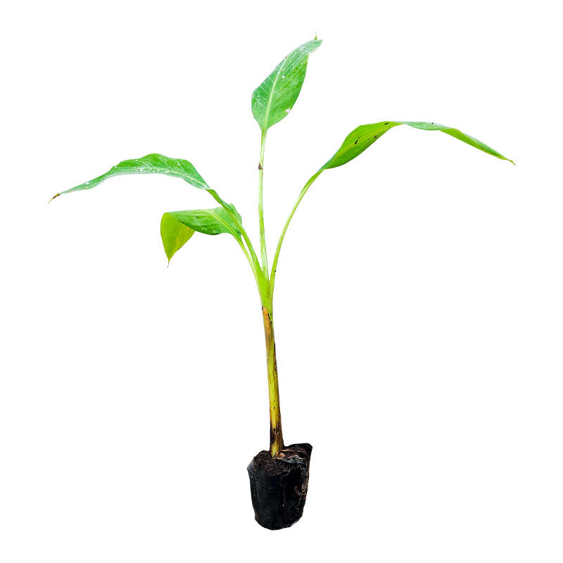 香蕉树苗盆栽地栽芭蕉粉蕉耐寒矮化香蕉苗南方北方四季庭院果树苗