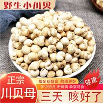 Fritillaria Chinese Herbal Medicine Autumn Pear Cream Sichuan Bay Powder Grain level 50g Sichuan Sichuan Fritillaria Wild Official Flagship Store