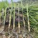 Excavated special early-maturing improved double-season wild rice seedlings single-season high bamboo shoots seedlings tall melon seedlings old squatting seedlings winter bamboo shoots seeds