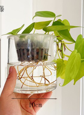 水培柠檬汁蔓绿绒垂吊长藤窗台书架绿植物小好养不长虫室内不怕冷