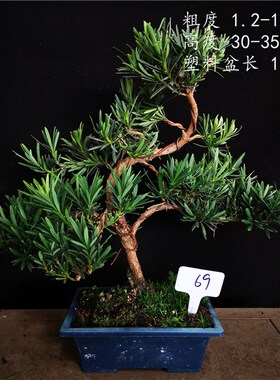 绿植小品原生小叶浙江雀舌罗汉松盆景盆栽盆长18CM四季常青植物