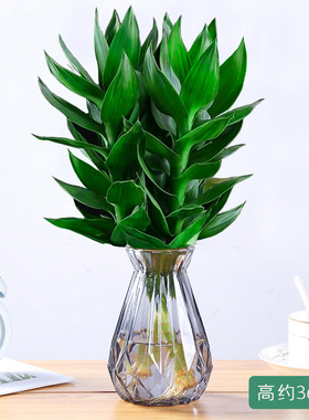 观音竹富贵竹水培植物带根花卉绿植绿萝室内盆栽转运竹带花瓶好养