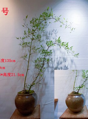 文人小叶簕竹阳台室内外桌面勒竹熟树桩绿植庭院花园盆景茶馆盆栽
