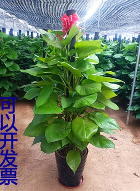 大叶绿萝办公室内除甲醛盆栽植物办公室大型绿植客厅盆景植物花卉