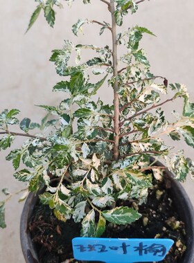 斑叶榆*小叶榔榆*花叶榆树*阳台盆景盆栽榆树苗素材原生庭院花园