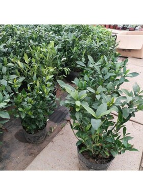 新疆包邮四季常青大小叶栀子花苗盆栽花卉庭院室内种植包邮