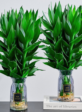 观音竹水培办公室四季绿植绿萝富贵竹步步高室内客厅招财好养盆栽