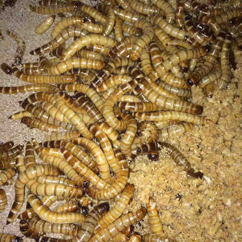 大麦虫活虫500g包邮鲜活面包虫黄粉虫金龙鱼饲料食活体高蛋白虫子 - 图3