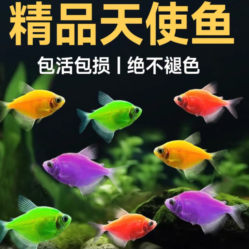 青苹果天使鱼绿天使鱼新手好养活荧光鱼观赏鱼热带草缸鱼小型糖果 - 图0