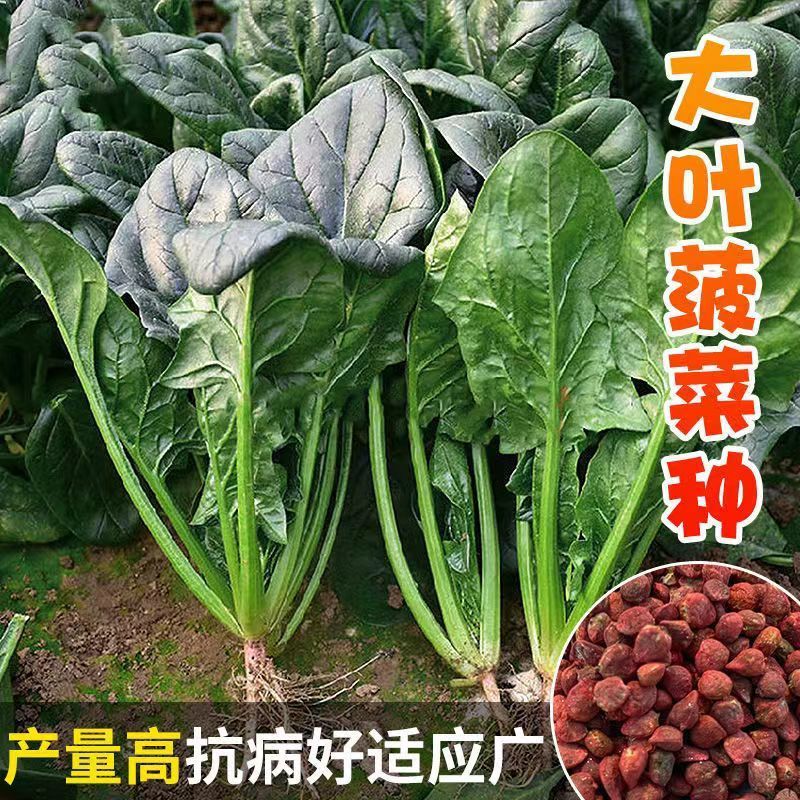 大叶菠菜种籽四季蔬菜秋冬籽种阳台种籽耐热菜种盆栽菠菜孑菜种子 - 图1