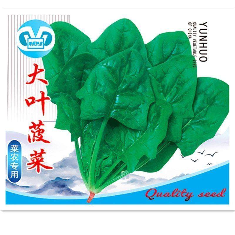 大叶菠菜种子四季易种原生态菠菜籽种子抗病耐热耐寒越冬蔬菜种子