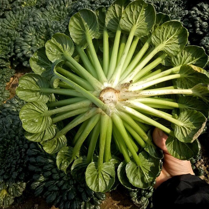 原装乌塌菜种子黄心乌塌菜种子含钙高脆甜多汁秋季播农家蔬菜种子