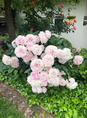 造景创意外国园艺芍药真园子花盆子栽四季农场根块 绿色植文创苗