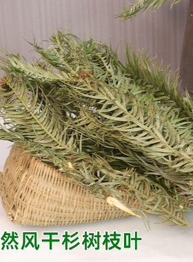 杉树叶压花干花装饰品DIY手工