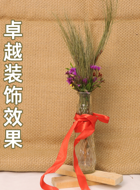 松柏枝叶圣诞松针松枝干花