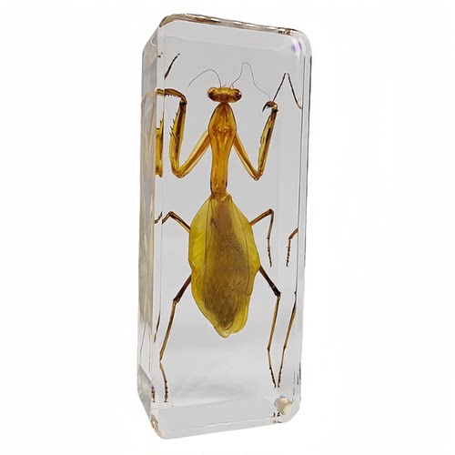 真特大号昆虫琥珀标本室内桌面摆件书镇儿童玩具生日礼物蝎子蜘蛛 - 图3