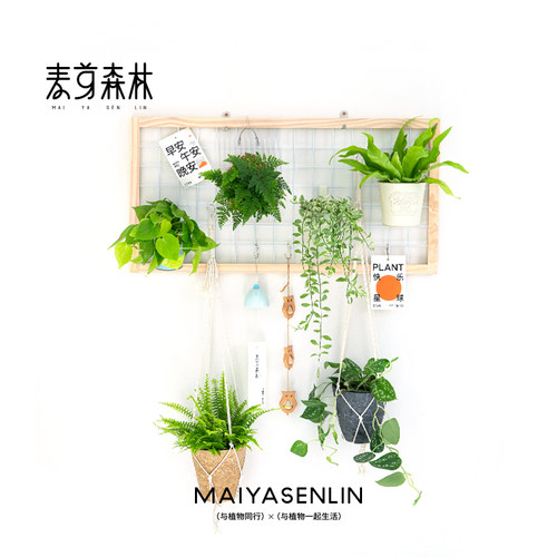 春季清仓阳台网格花架置物架实木悬挂壁挂式幼儿园植物绿植挂墙架 - 图3