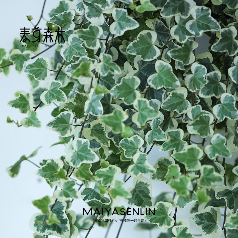 【雪莹常春藤】日本引进室内盆栽外阳台庭院吊兰爬藤绿植易养观叶,淘宝优惠券,粉丝福利购,淘宝优惠卷
