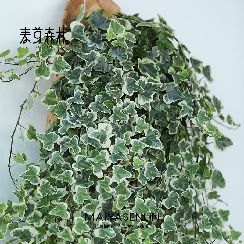 【雪莹常春藤】日本引进室内盆栽外阳台庭院吊兰爬藤绿植易养观叶,淘宝优惠券,粉丝福利购,淘宝优惠卷