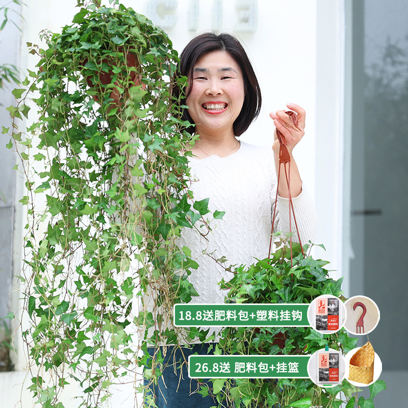 枫叶爆款丨常春藤爬藤垂吊绿植观叶春季精选四季生长常青枝条花园,淘宝优惠券,粉丝福利购,淘宝优惠卷