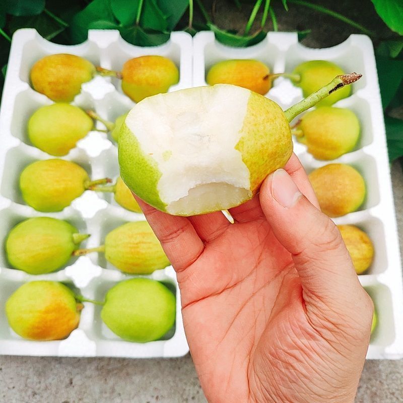 红香酥梨10斤香梨梨子新鲜水果5斤新梨当季整箱酥梨包邮当天现摘 - 图3