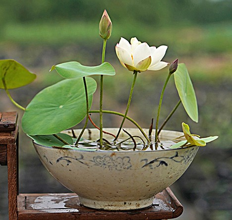 微型碗莲种藕苗带芽苞迷你小型荷花苗根茎藕鞭室内外观赏水生植物 - 图2