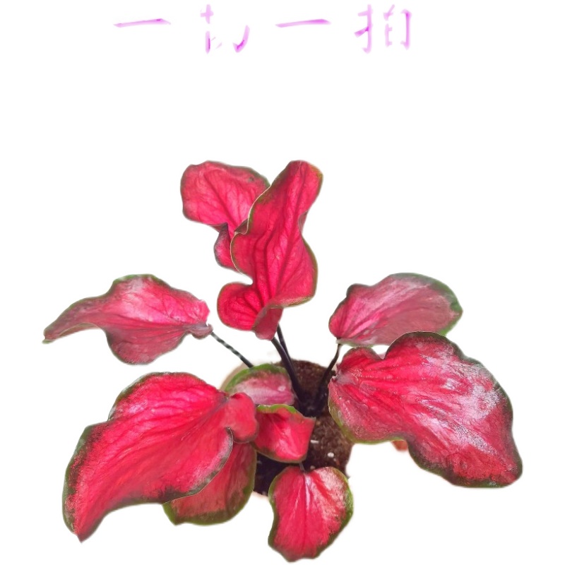 盆栽花卉盆景网红热植变异孤品一物一拍直播间专拍专用 - 图0