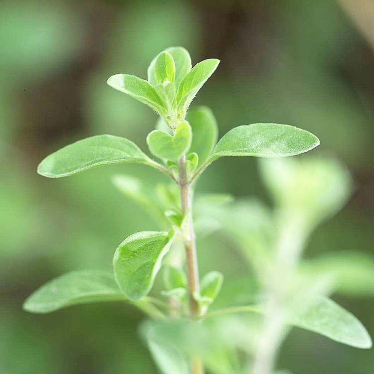 鼠尾草苗藿香牛至马郁兰甜叶菊香妃草苗盆栽食用香草种苗孑种子籽-图2