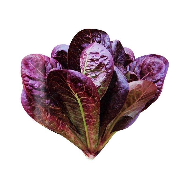 咖啡香麦菜种子咖啡菜种种籽阳台盆栽蔬菜四季菜种籽孑生菜沙拉