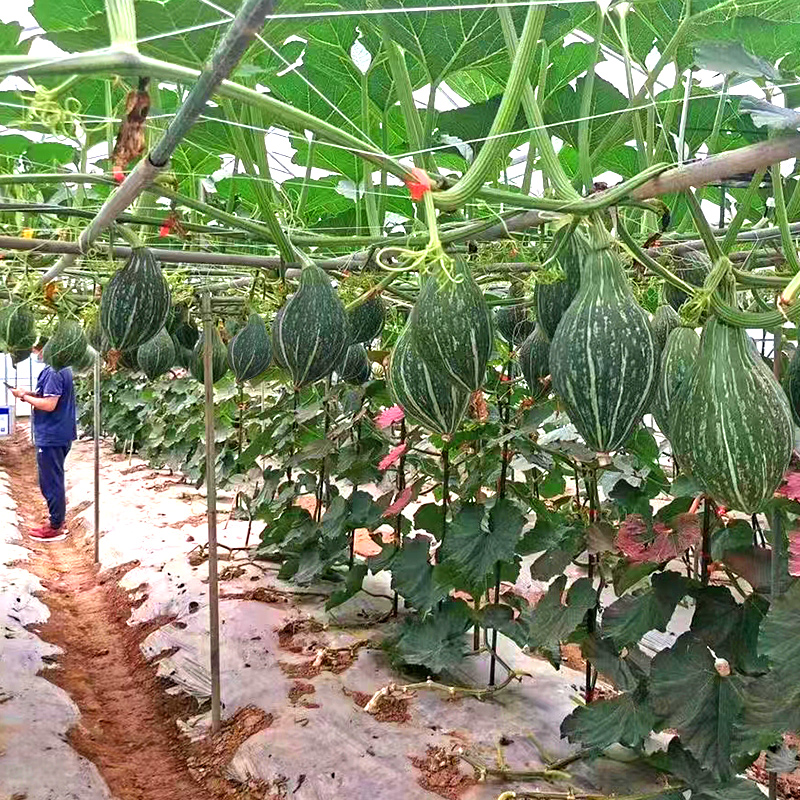 利农橄榄贵族南瓜种子种籽粉糯香甜板栗味四季春季蔬菜种孑种苗 - 图3