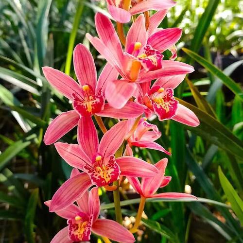 现带浓香花苞 建兰四季兰状元红 名贵兰花苗好养易活浓香型兰花 - 图0