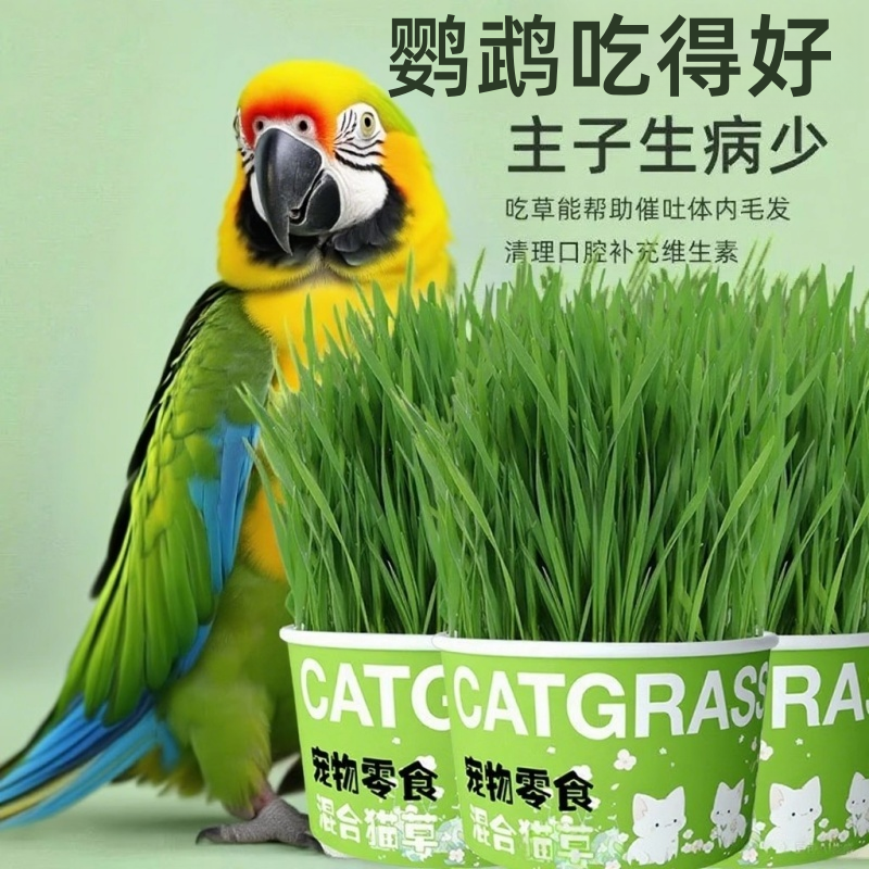 鹦鹉天然饲料食用麦芽草小鸟玩具虎皮玄凤啃咬鸟食鸟草逗鸟神器,淘宝优惠券,粉丝福利购,淘宝优惠卷