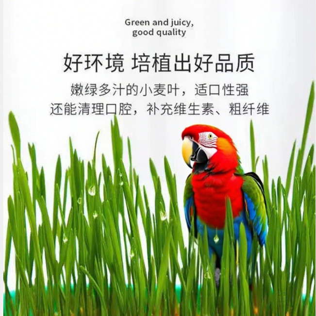 鹦鹉天然饲料食用麦芽草小鸟玩具虎皮玄凤啃咬鸟食鸟草逗鸟神器,淘宝优惠券,粉丝福利购,淘宝优惠卷