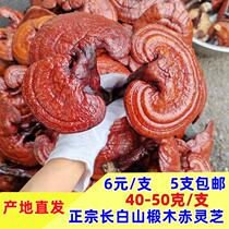 Lucid ganoderma artificially bred cultured lucid lucid lucid lucid lucid lucid lucid lucid lucid lucid lucid lucid lucid lucid lucid lucid lucid lucid lucid lucid lucid lingzhi