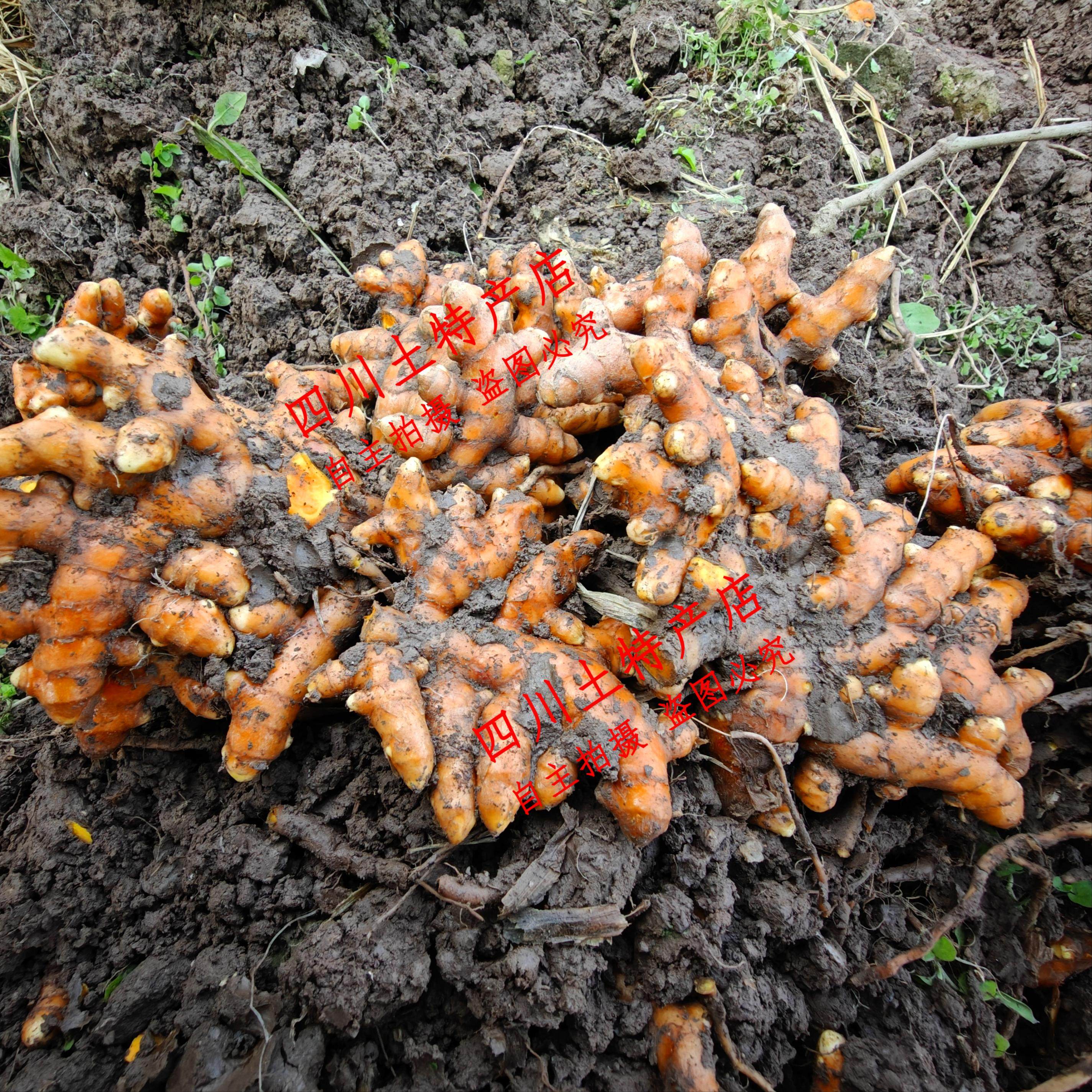 四川姜黄 乐山生态黄姜 犍为产地直销 咖喱姜 月子姜 红姜 黄姜,淘宝优惠券,粉丝福利购,淘宝优惠卷
