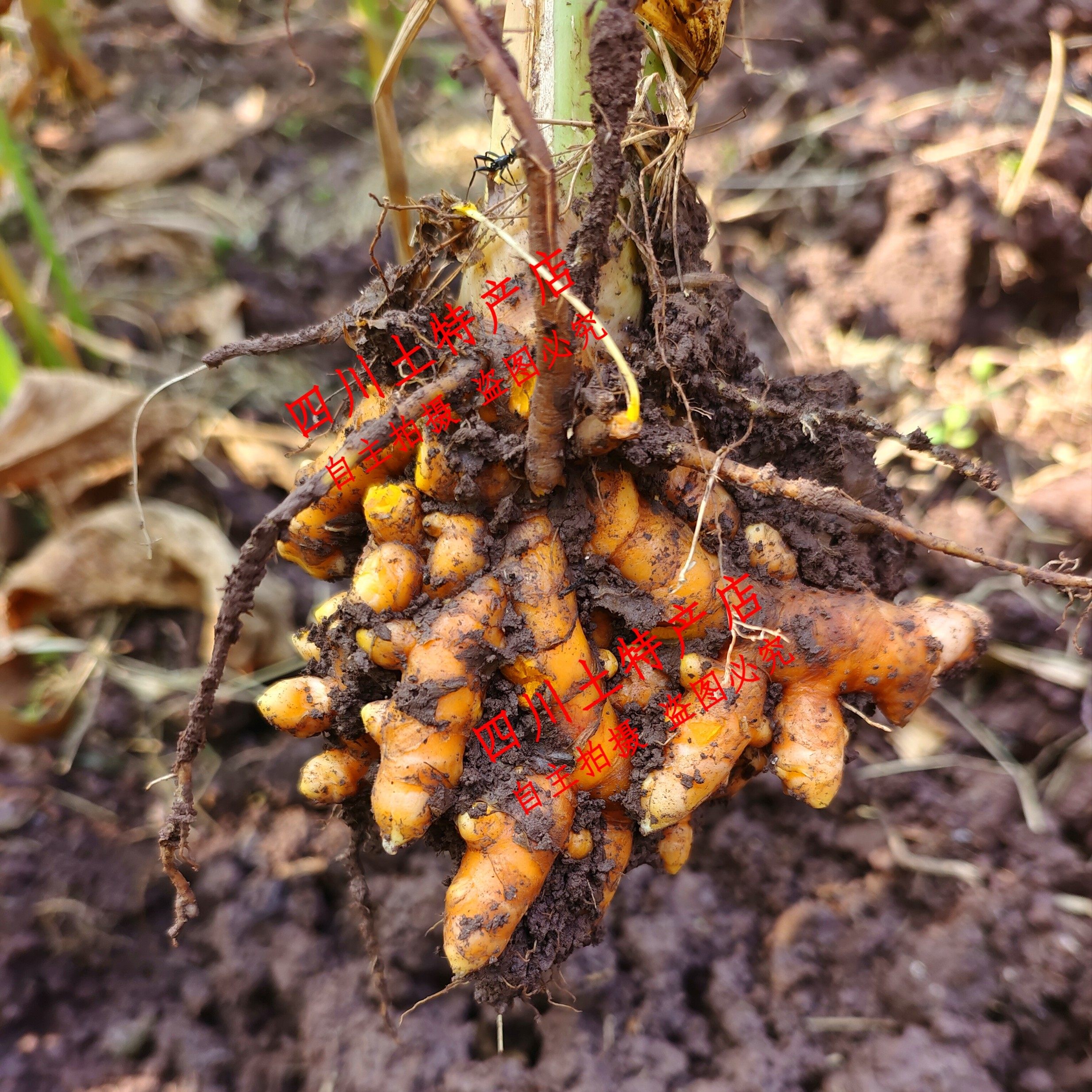 四川姜黄 乐山生态黄姜 犍为产地直销 咖喱姜 月子姜 红姜 黄姜,淘宝优惠券,粉丝福利购,淘宝优惠卷