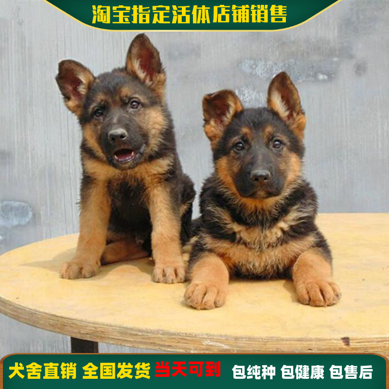 i居家无偿领养纯种德幼牧羊犬国犬活体黑M背警犬大型犬小狗狼家用 - 图1