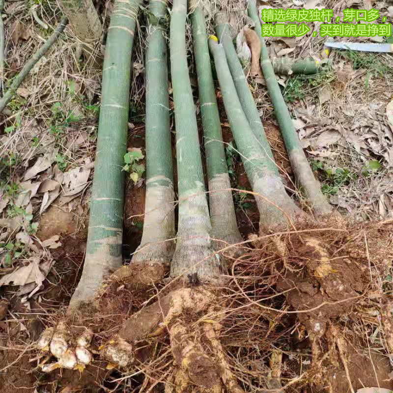 大独杆大型发财树三杆步步高客厅室内盆栽大棵独杆单杆大型辫子大 - 图1