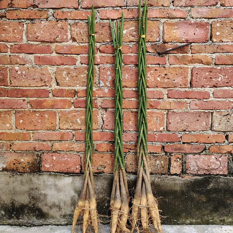 大独杆大型发财树三杆步步高客厅室内盆栽大棵独杆单杆大型辫子大 - 图2