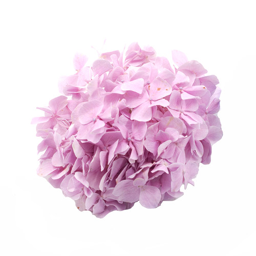 粉绣球花 新鲜花卉 摆盘花草 西餐酒店私房菜创意菜品搭配装饰 - 图1