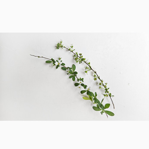 花草摆盘装饰 日料刺身海鲜姿造创意造型造景餐厅冷盘意境点缀花 - 图1