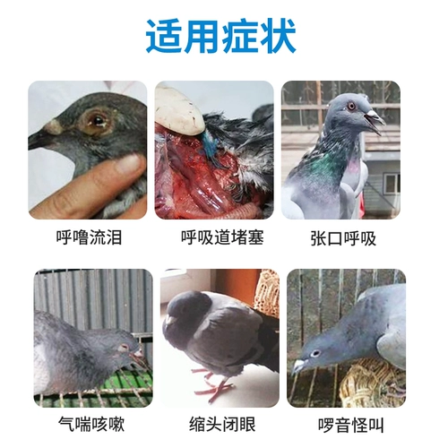 Airui Muqi Nangqing, натуральное растение, применяется в дыхательных путях голубей, которые храпят, хрюкают, урчат и кричат ​​с сморщенной головой.