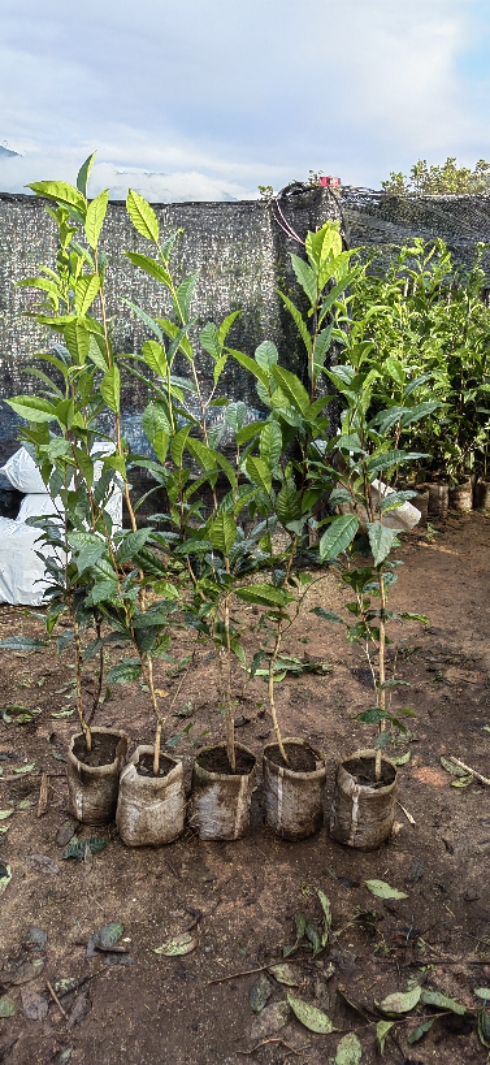 乔木冰岛昔归班章勐库大叶种茶苗普洱茶树苗茶树盆景盆栽老桩绿植 - 图2