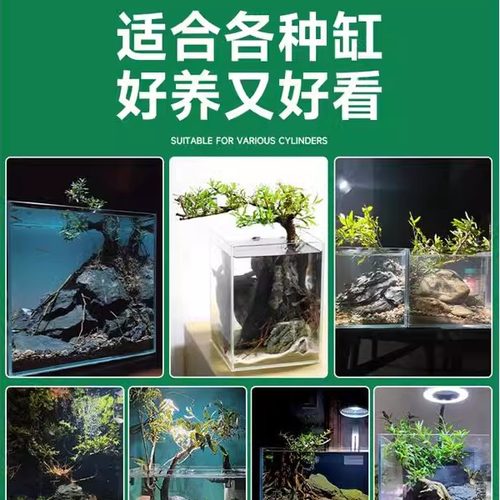 水杨梅鱼缸造景水杉挺水植物水培原生缸溪流缸飘枝老桩矮绿植盆景-图3