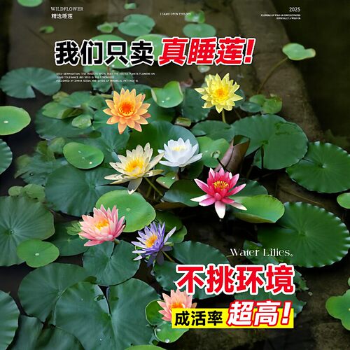 睡莲水培植物带花苞四季水养荷花水莲花盆栽花卉水池塘大睡莲根块 - 图1