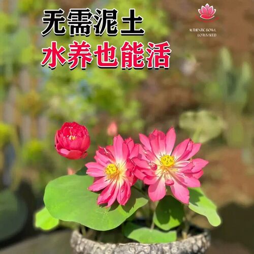 睡莲水培植物碗莲种籽子多季开花室内好养莲子水养荷花盆栽花种子 - 图3