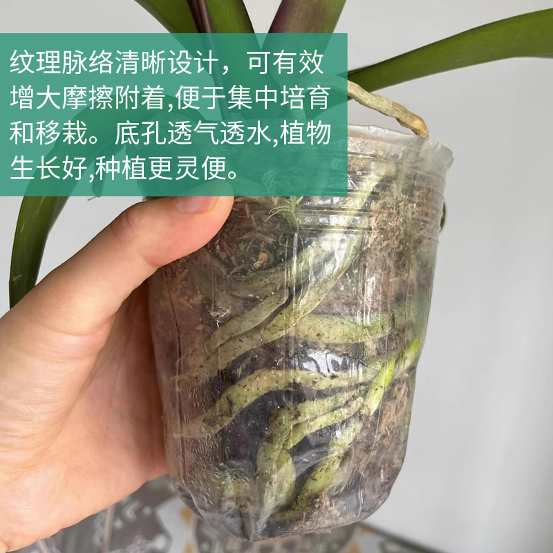 育苗专用杯塑料营养杯蝴蝶兰种植杯兰花栽培育苗透明塑料盆营养钵 - 图3