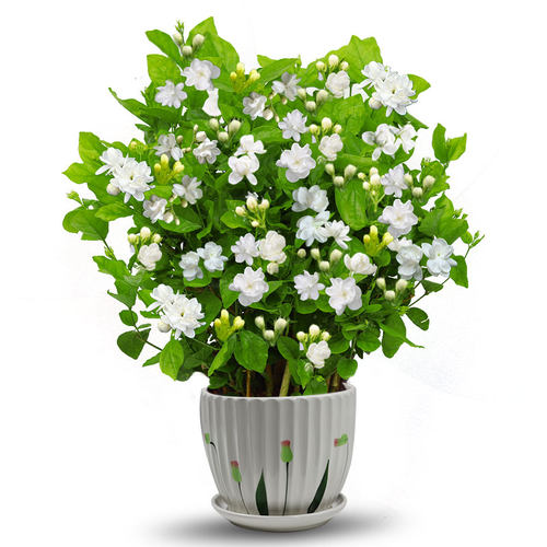 茉莉花苗盆栽带花苞九里香老桩驱蚊花卉植物室内浓香夏季开花好养 - 图3