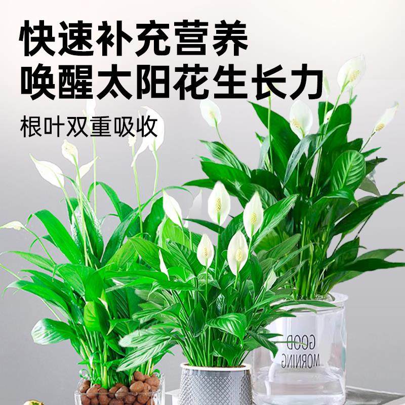 一帆风顺营养液花肥盆栽水培白掌营养液专用肥料白鹤芋火鹤花肥,淘宝优惠券,粉丝福利购,淘宝优惠卷